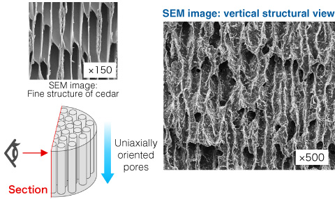 SEM image: vertical structural view